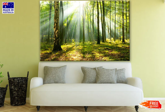 Sunlight through Trees in Forest Photograph Print 100% Australian Made