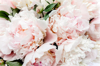 Pink Flowers Macro Photograph Home Decor Premium Quality Poster Print Choose Your Sizes