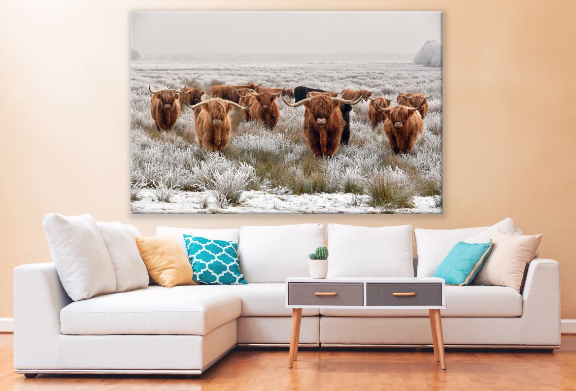 Highland Cow herd Photograph Print 100% Australian Made