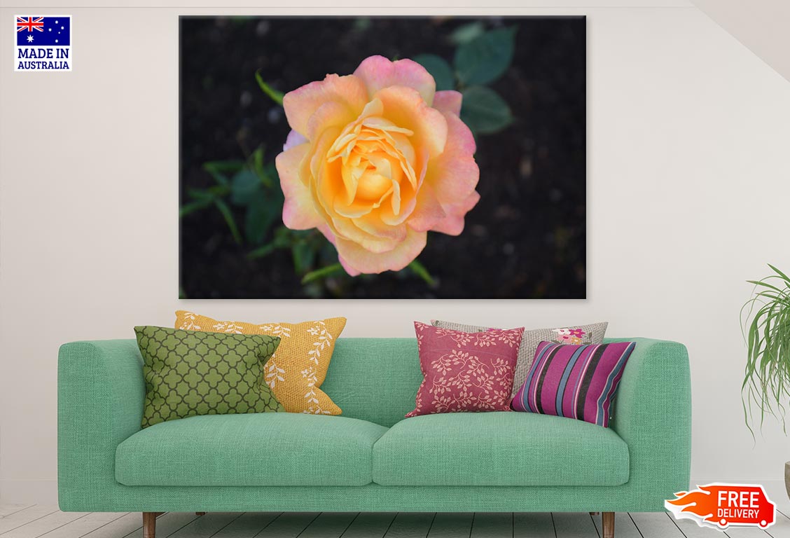 Orange Rose Flower Closeup Photograph Print 100% Australian Made