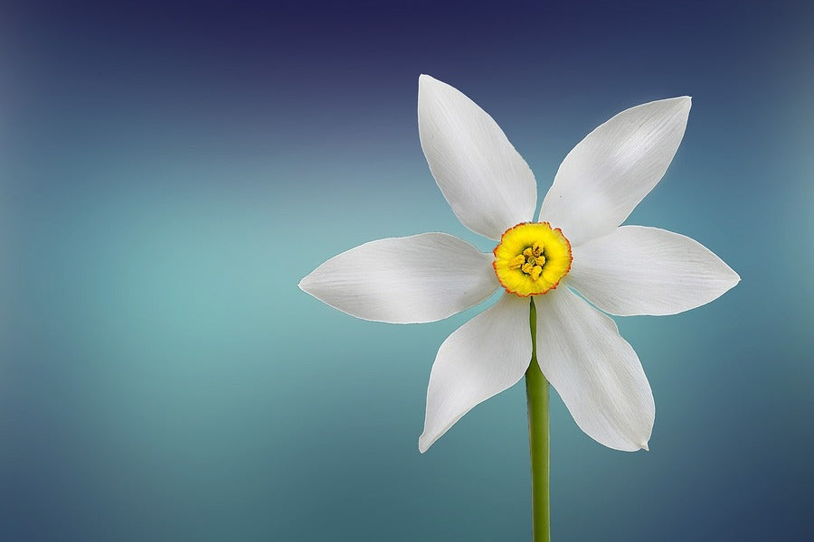 White Purity Flower Closeup Photograph Print 100% Australian Made