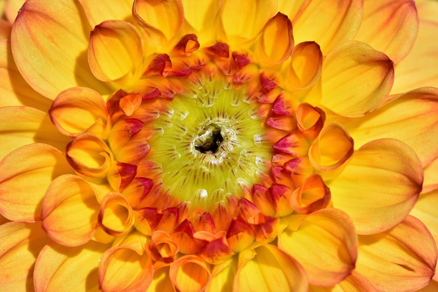 Yellow Dahlia Flower Macro Photograph Print 100% Australian Made