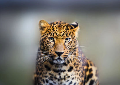 Leopard Closeup Photograph Home Decor Premium Quality Poster Print Choose Your Sizes