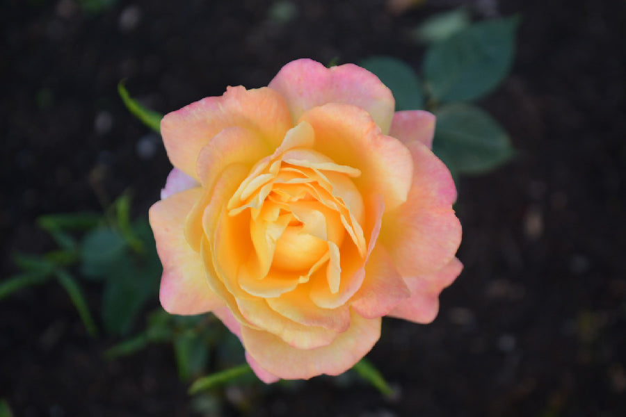 Orange Rose Flower Closeup Photograph Print 100% Australian Made