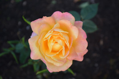 Orange Rose Flower Closeup Photograph Print 100% Australian Made