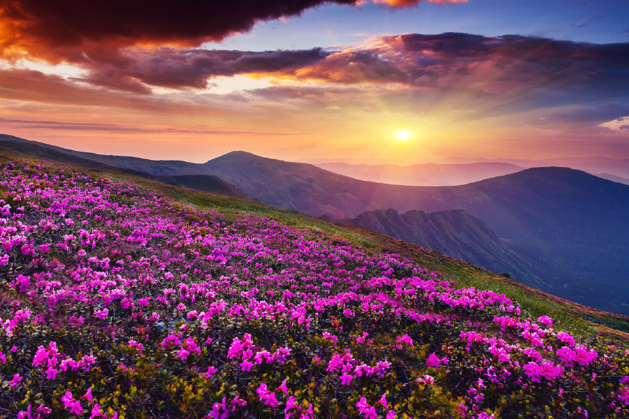 Pink Mountain Flowers Photograph Print 100% Australian Made