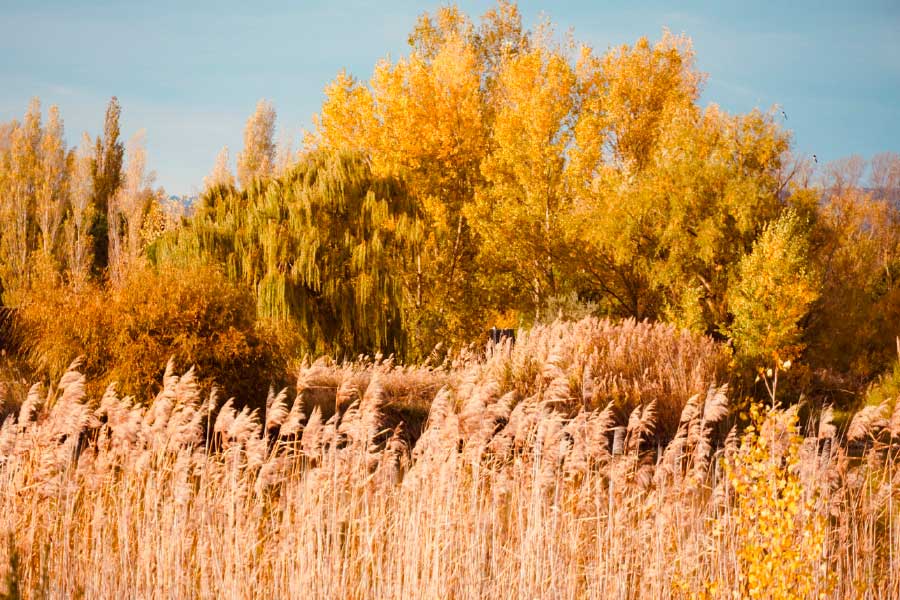 Bella Home Autumn Forest Dry Grass Field Print Canvas Ready to hang