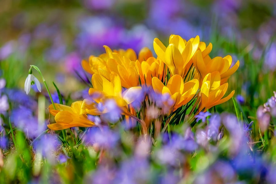 Yellow Crocus Flowers Closeup Photograph Print 100% Australian Made