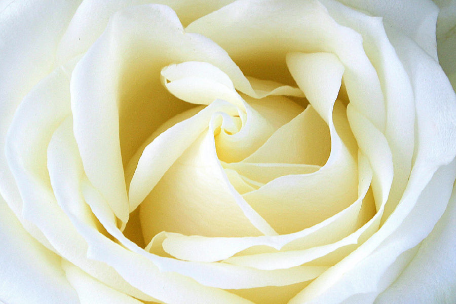 White Rose Petals Closeup View Home Decor Premium Quality Poster Print Choose Your Sizes