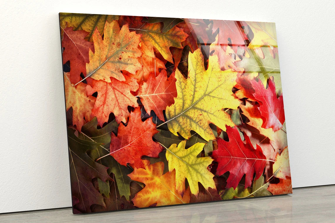 Autumn Tree Leaves Closeup Photograph Acrylic Glass Print Tempered Glass Wall Art 100% Made in Australia Ready to Hang