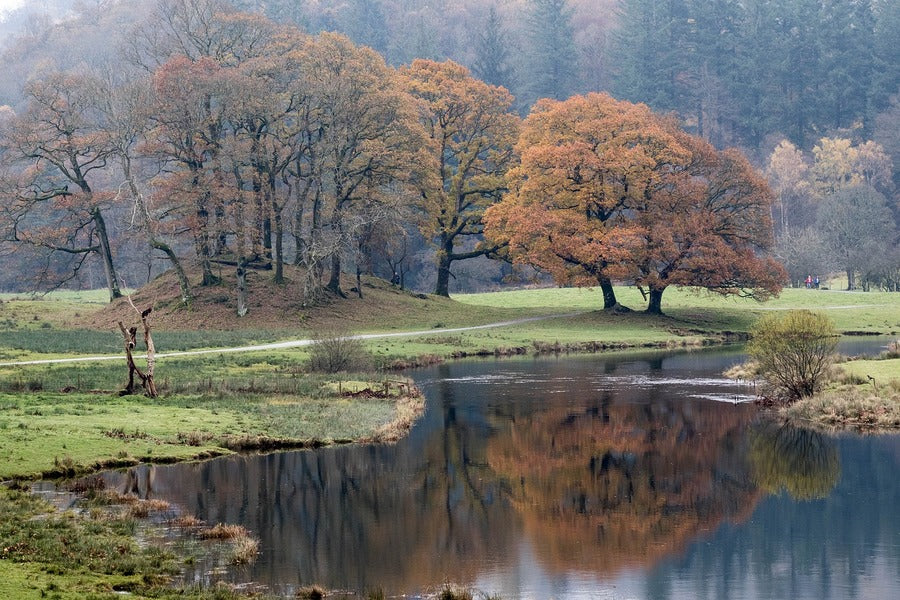 Lake with Autumn Tree Park Photograph Print 100% Australian Made