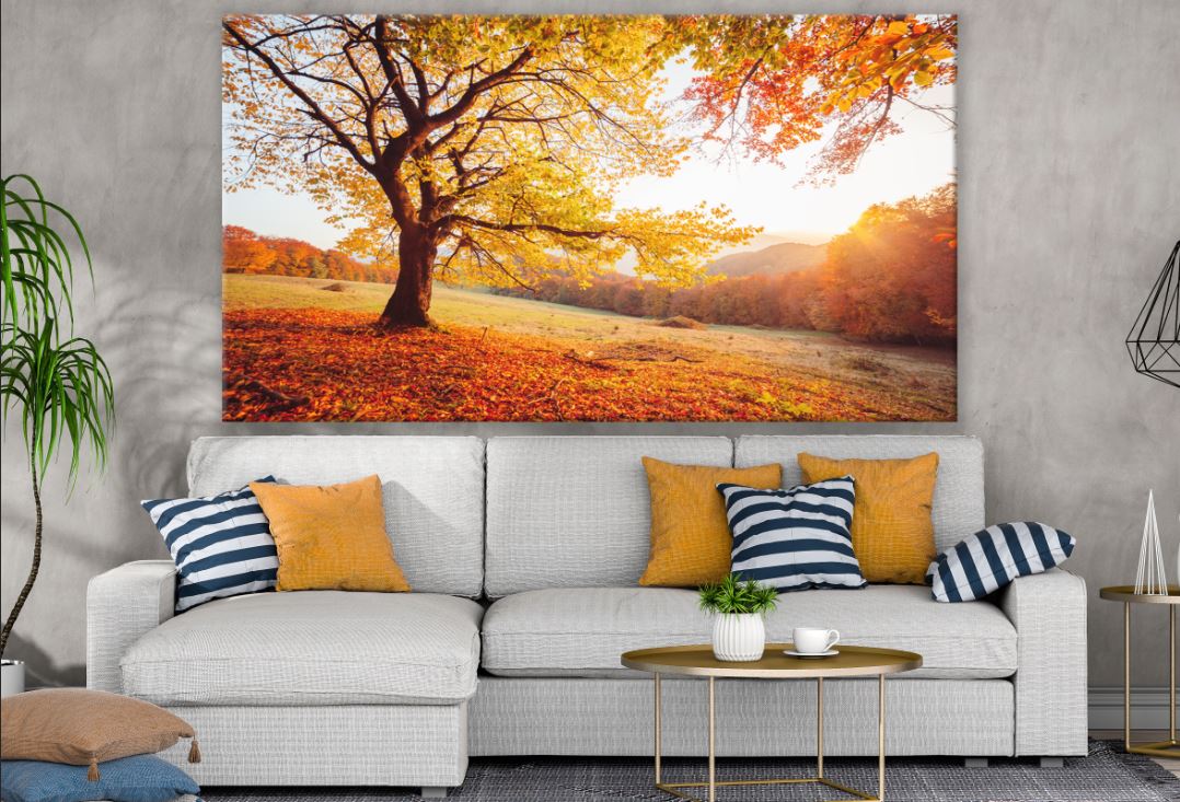 Shiny Beech tree on a hill slope sunset Print 100% Australian Made