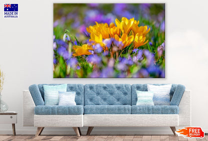 Yellow Crocus Flowers Closeup Photograph Print 100% Australian Made