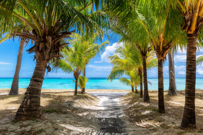 Palm Trees Pathway to Beach Scenery Photograph Print 100% Australian Made