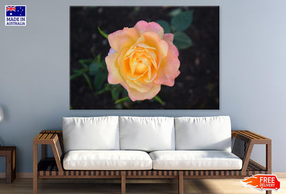 Orange Rose Flower Closeup Photograph Print 100% Australian Made