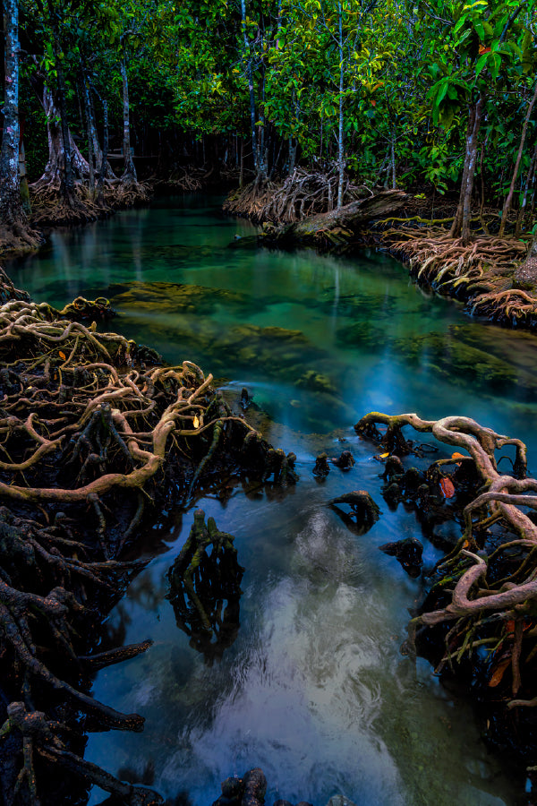 Mangrove Forest Photograph Krabi Thailand Print 100% Australian Made