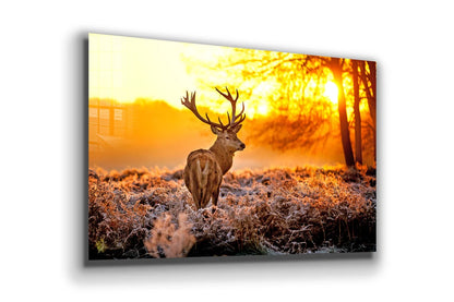 Deer on Forest Sunset Print Tempered Glass Wall Art 100% Made in Australia Ready to Hang