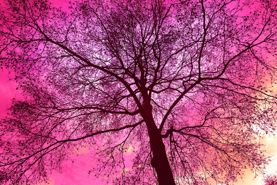 Tree & Pink Sky Photograph Print 100% Australian Made