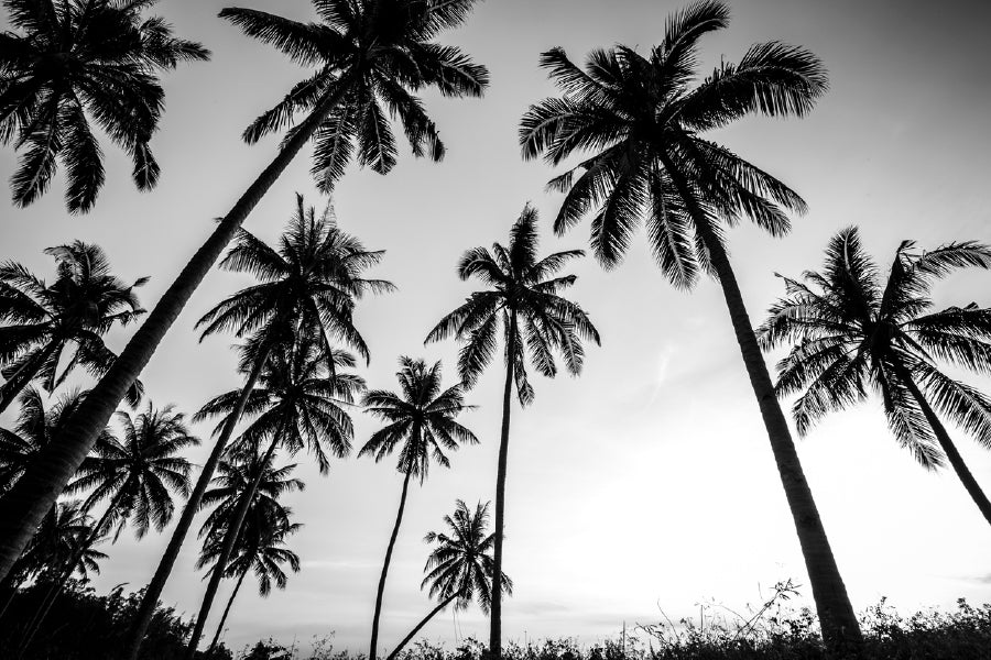 Coconut Palm Tree B&W Photograph Print 100% Australian Made