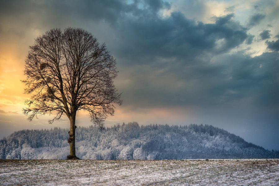 Tree Without Leaves on Snow Covered Field Photograph Print 100% Australian Made