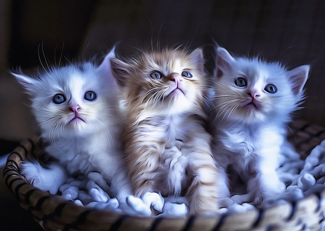 Cute Kittens in Basket Photograph Home Decor Premium Quality Poster Print Choose Your Sizes