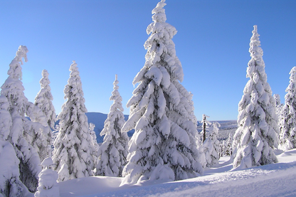 Snow Covered Trees Photograph Print 100% Australian Made