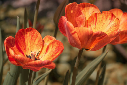 Orange Tulips with Leaves View Photograph Print 100% Australian Made