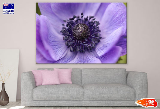 Purple Crown Anemone Flower Closeup Photograph Print 100% Australian Made