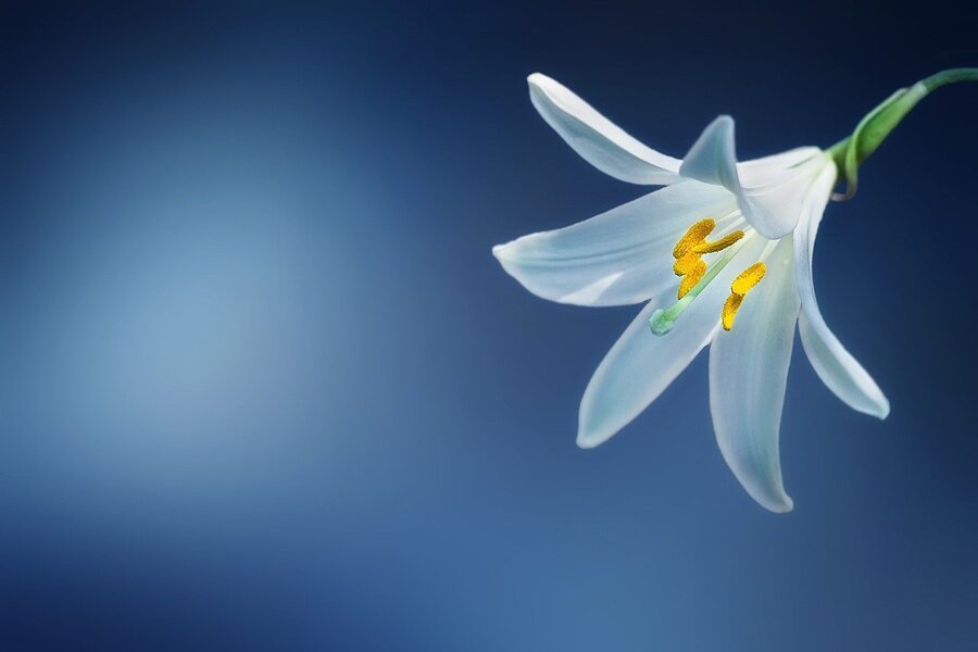 White Lily Flower Closeup Photograph Print 100% Australian Made