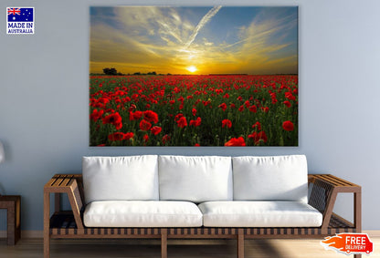 Poppy Flower Filed Sunset Photograph Print 100% Australian Made