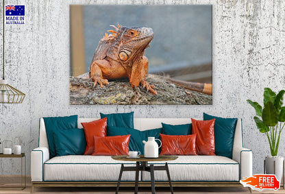 Iguana Reptiles Closeup Photograph Print 100% Australian Made