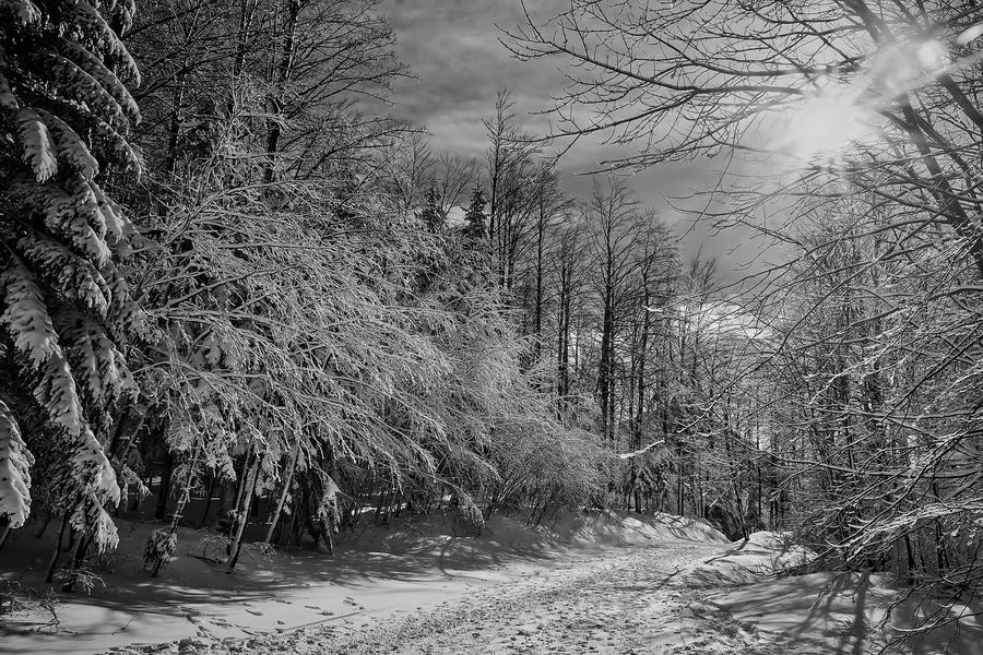 Snow Forest B&W Photograph Print 100% Australian Made