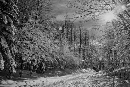 Snow Forest B&W Photograph Print 100% Australian Made