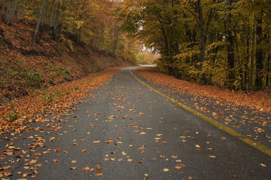 Road In Autumn Forest Photograph Print 100% Australian Made