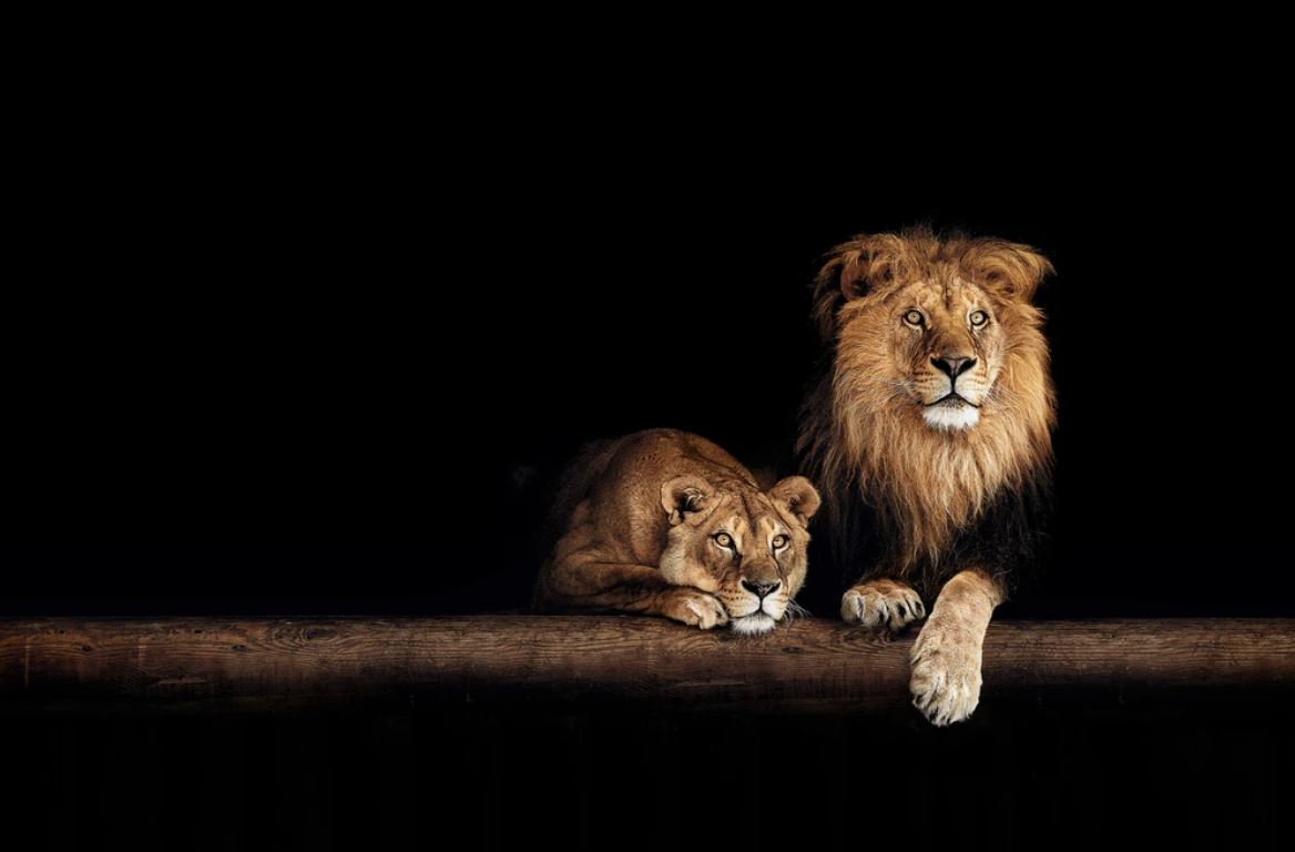Lion & Lioness in Cave Photograph Home Decor Premium Quality Poster Print Choose Your Sizes