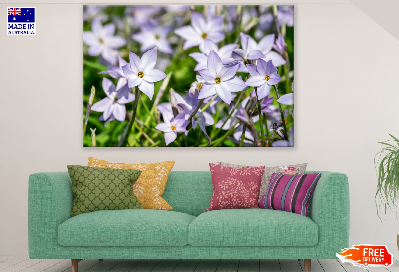 White Purple StarFlowers Photograph Print 100% Australian Made
