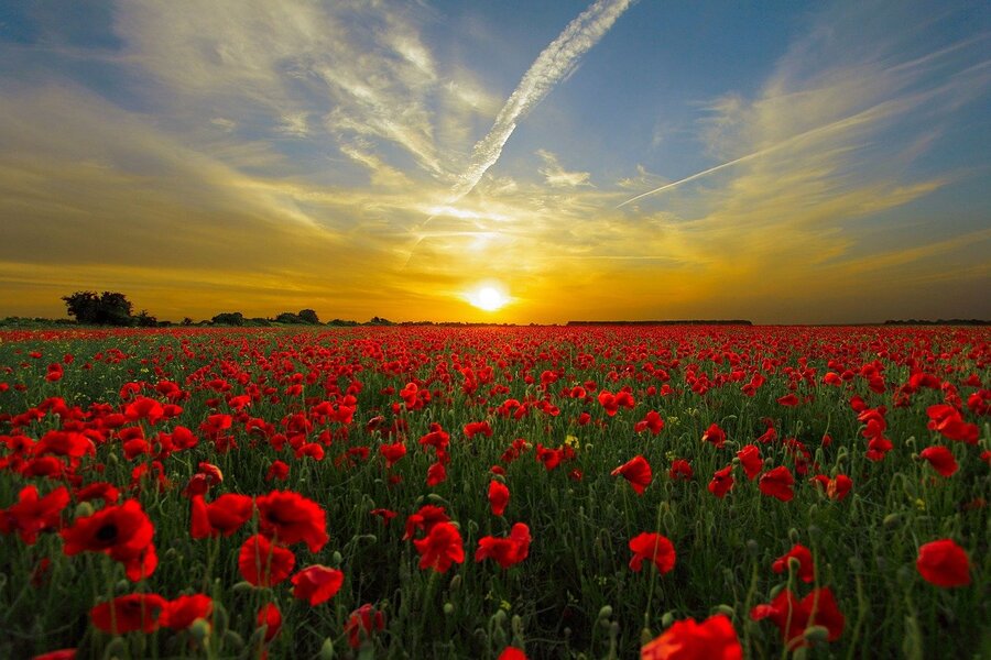 Poppy Flower Filed Sunset Photograph Print 100% Australian Made
