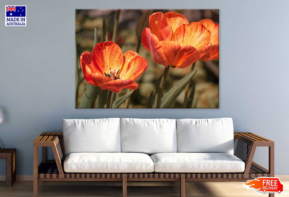 Orange Tulips with Leaves View Photograph Print 100% Australian Made