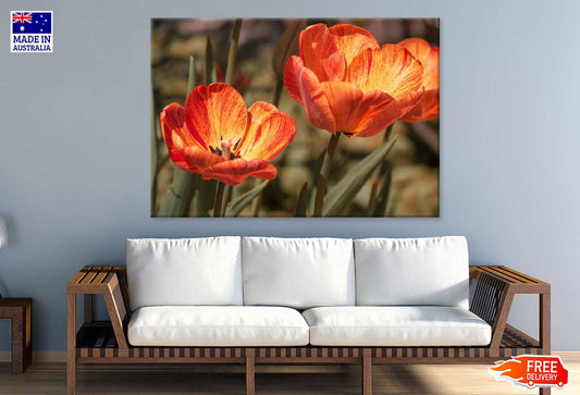 Orange Tulips with Leaves View Photograph Print 100% Australian Made