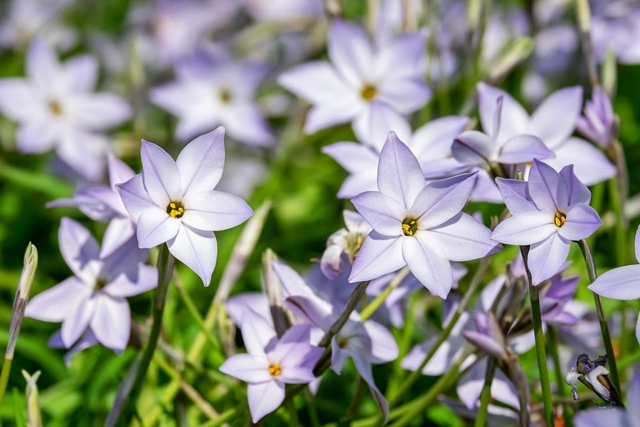 White Purple StarFlowers Photograph Print 100% Australian Made
