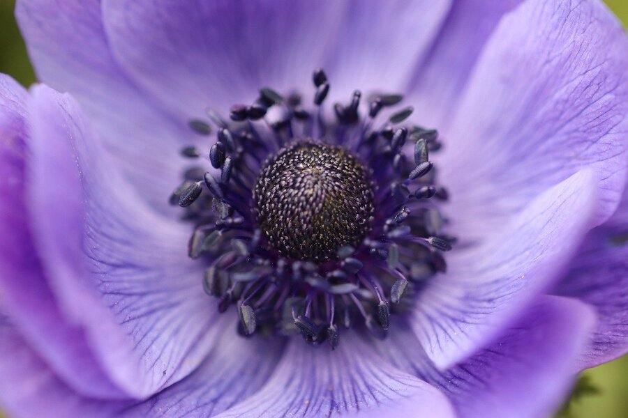 Purple Crown Anemone Flower Closeup Photograph Print 100% Australian Made
