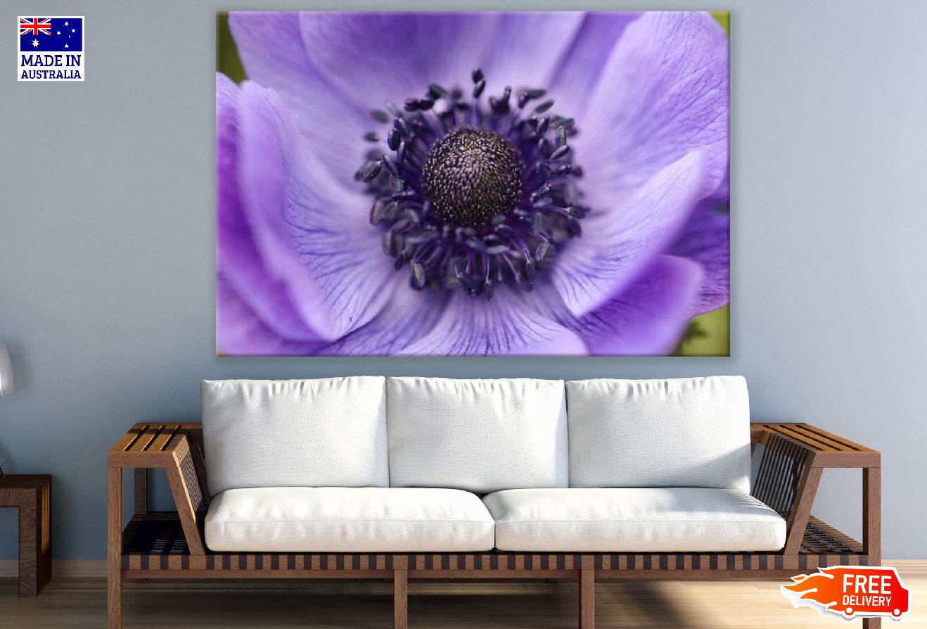 Purple Crown Anemone Flower Closeup Photograph Print 100% Australian Made