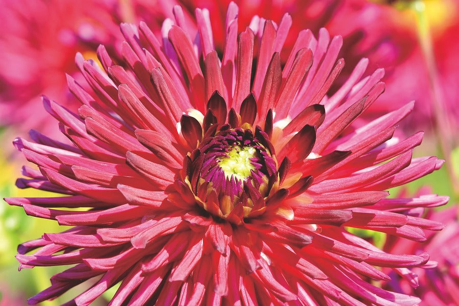 Red Dahlia Flower Macro Photograph Print 100% Australian Made
