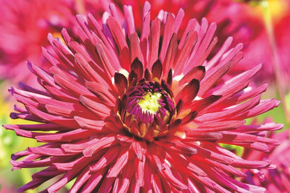 Red Dahlia Flower Macro Photograph Print 100% Australian Made