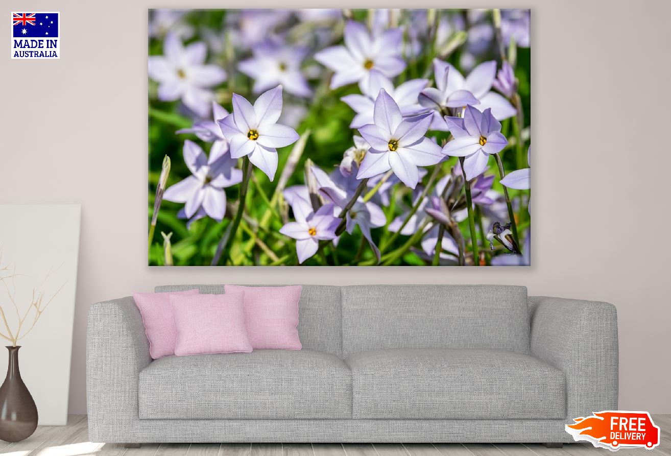 White Purple StarFlowers Photograph Print 100% Australian Made