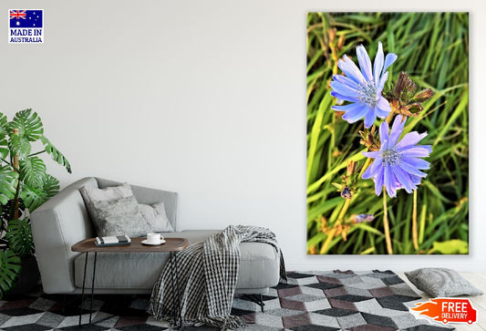 Blue Chicory Flower Closeup Photograph Print 100% Australian Made