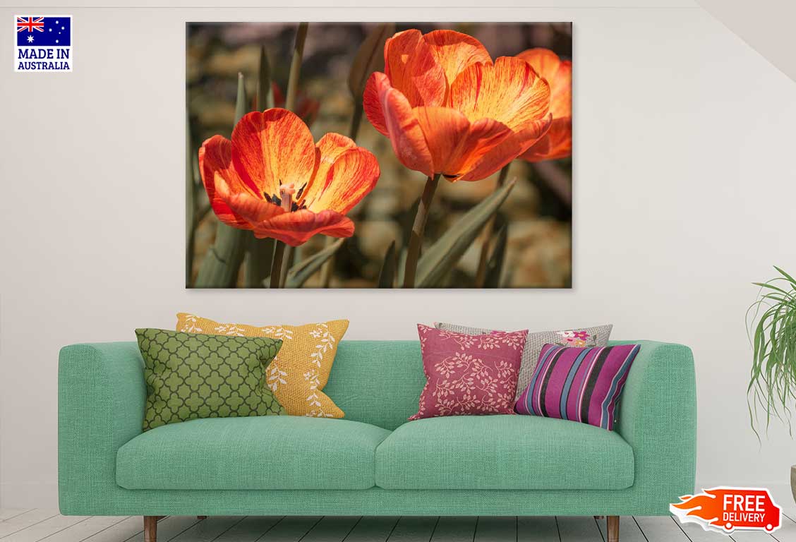 Orange Tulips with Leaves View Photograph Print 100% Australian Made