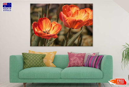 Orange Tulips with Leaves View Photograph Print 100% Australian Made