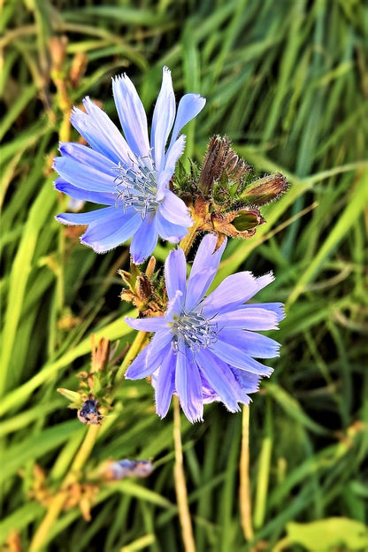 Blue Chicory Flower Closeup Photograph Print 100% Australian Made