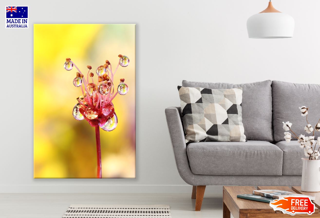 Flowers Dew Drop Macro Photograph Print 100% Australian Made